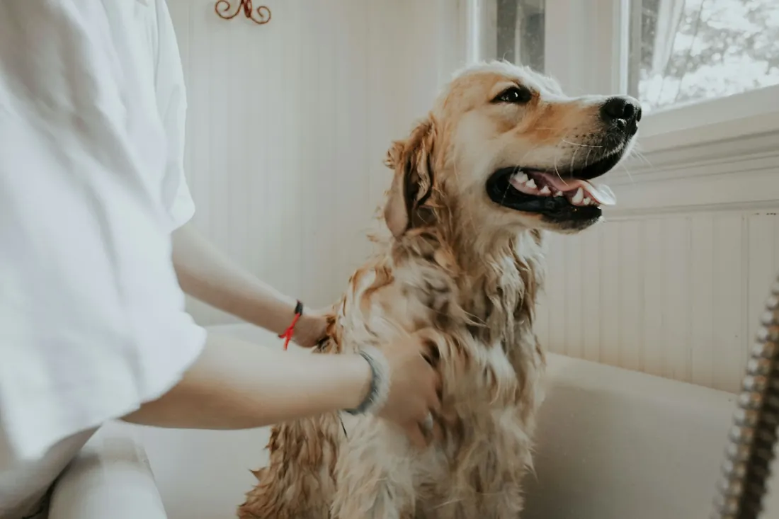 Unas manos sostienen con cuidado a un golden retriever