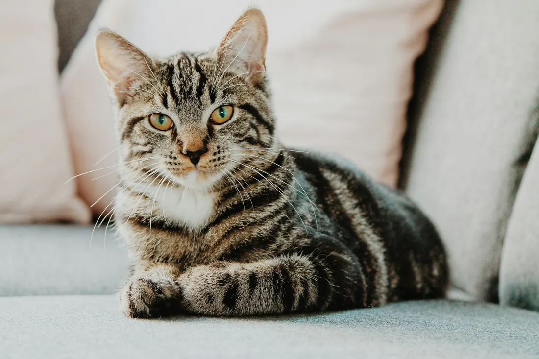 Gato atigrado recostado en un sofá