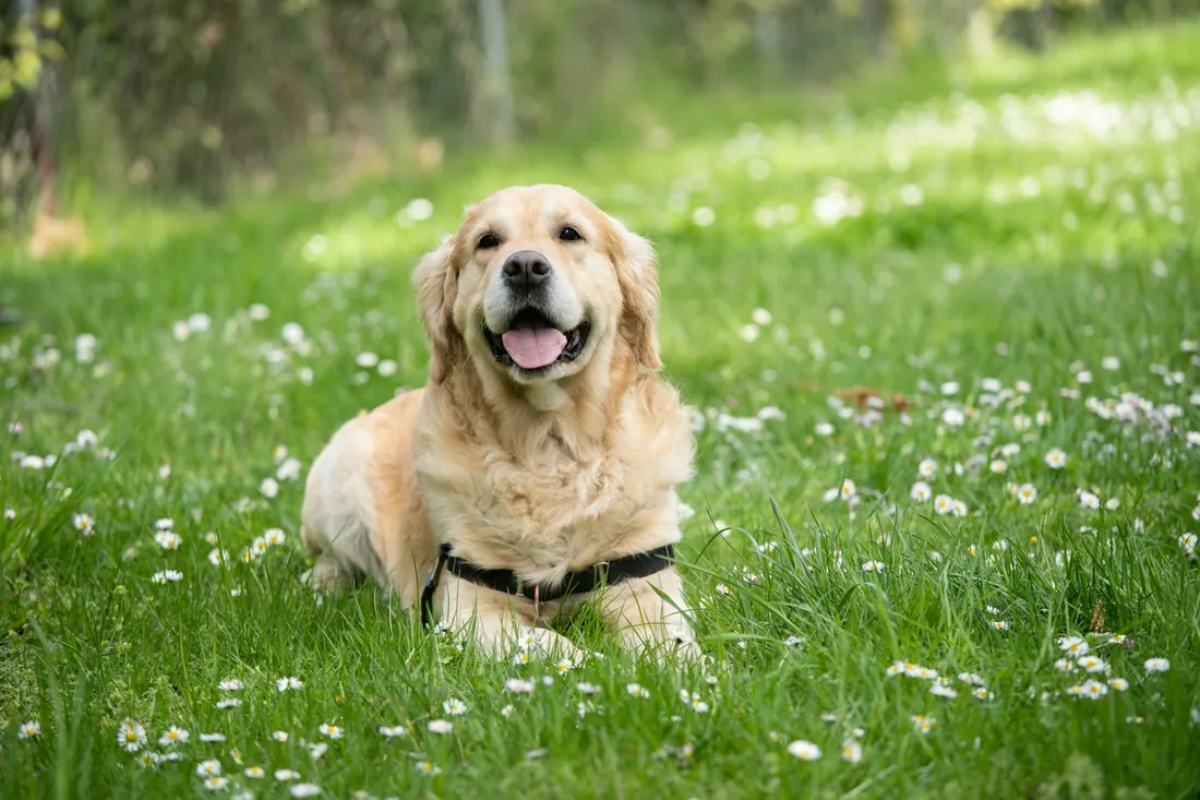 Golden retriever sonriente recostado en el pasto