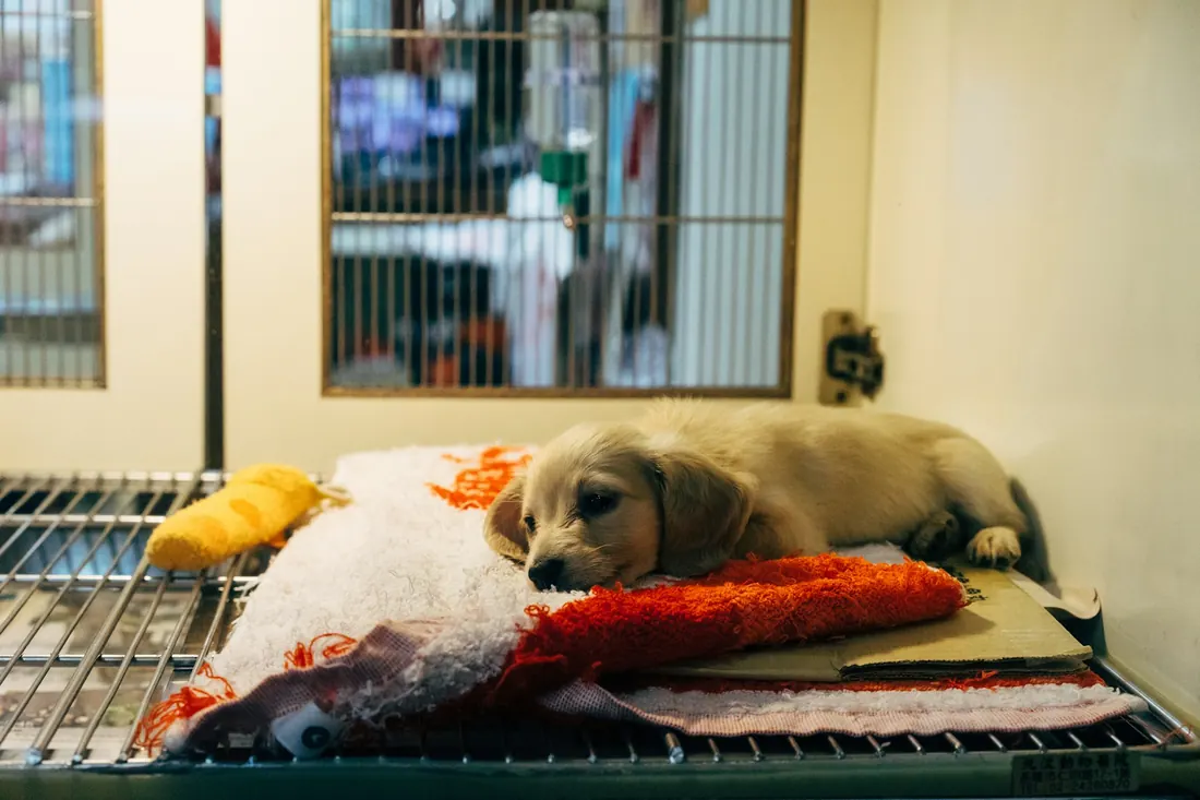 Cachorro descansando sobre una manta en el área de hospitalización