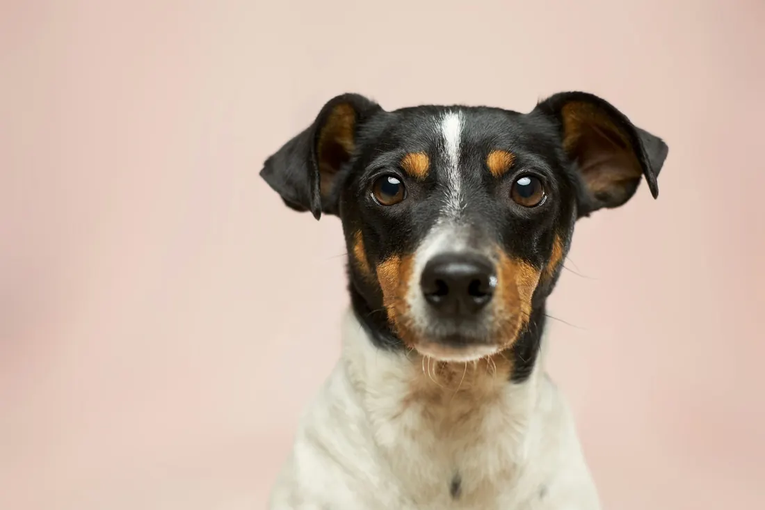 Retrato de un perro de pelo corto mirando de frente