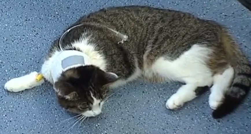 Esofagostomia Veterinaria Funza